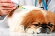 Вакцинация домашних животных против бешенства в районе Митино в 2024 году